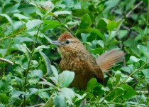 Northwest Argentina Essentials Birding Tour