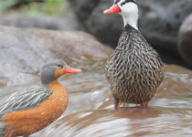 Northwest Argentina Essentials Birding Tour