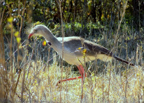 Calilegua, Las Lancitas and Dry Chaco Birding Tour