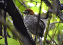 Calilegua, Las Lancitas and Dry Chaco Birding Tour