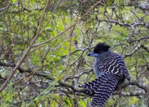 Calilegua, Las Lancitas and Dry Chaco Birding Tour