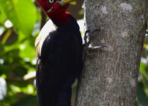Calilegua, Las Lancitas and Dry Chaco Birding Tour