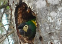 Calilegua, Las Lancitas and Dry Chaco Birding Tour