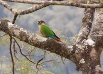 Calilegua, Las Lancitas and Dry Chaco Birding Tour