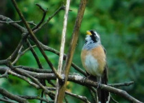 Calilegua, Las Lancitas and Dry Chaco Birding Tour