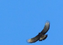 Calilegua, Las Lancitas and Dry Chaco Birding Tour