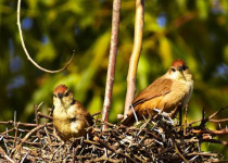 Calilegua, Las Lancitas and Dry Chaco Birding Tour