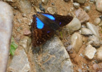 Calilegua, Las Lancitas and Dry Chaco Birding Tour