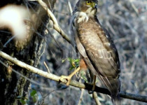 Calilegua, Las Lancitas and Dry Chaco Birding Tour