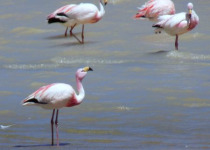 Laguna de Pozuelos Puna Marshes Birding Tour