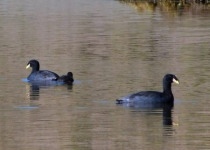 Laguna de Pozuelos Puna Marshes Birding Tour