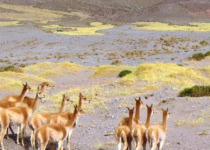 Laguna de Pozuelos Puna Marshes Birding Tour