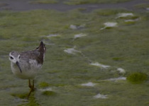 Quebrada de Humahuaca and Puna Marshes Birding Day