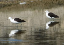 Quebrada de Humahuaca and Puna Marshes Birding Day