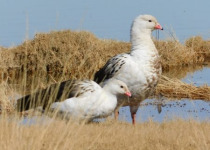 Quebrada de Humahuaca and Puna Marshes Birding Day