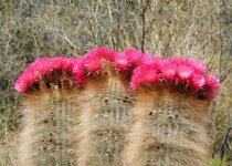 Quebrada de Humahuaca and Puna Marshes Birding Day