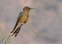 Quebrada de Humahuaca and Puna Marshes Birding Day