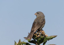 Quebrada de Humahuaca and Puna Marshes Birding Day