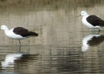 Quebrada de Humahuaca and Puna Marshes Birding Day