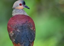 7days-01-crested-quail-dove.jpg