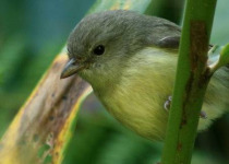 7days-02-blue-mountain-vireo.jpg