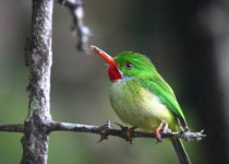 7days-03-jamaican-tody.jpg