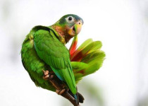 7days-04-yellow-billed-parrot.jpg