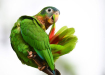 blue-01-yellow-billed-parrot.jpg