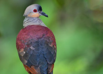 blue-02-crested-quail-dove.jpg