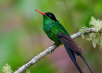 blue-03-red-billed-streamertail-male.jpg