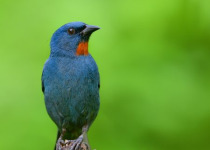blue-04-orangequit.jpg