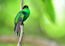 cockpit-02-black-billed-streamertail.jpg