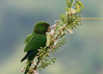 cockpit-03-jamaican-parakeet.jpg