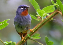 cockpit-04-rufous-throated-solitaire.jpg