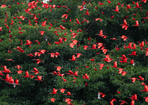 Signature Caroni Bird Sanctuary Boat Tour