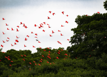 Nanan's Eco Tours