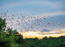 Nanan's Eco Tours