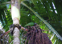 Dominica Half-Day Endemic Parrot Birding with Imperial Birding