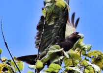 Dominica Half-Day Endemic Parrot Birding with Imperial Birding