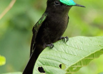 Dominica Full-Day Rainforest Birding and Endemics with Imperial Birding