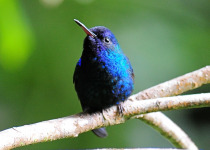 Dominica Full-Day Rainforest Birding and Endemics with Imperial Birding