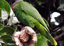 Dominica Multi-Day Custom Birding and Ecotourism Experience with Imperial Birding
