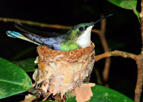 Dominica Multi-Day Custom Birding and Ecotourism Experience with Imperial Birding