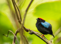 Little Tobago and St. Giles Seabird Tour with Zee