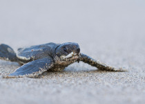 Little Tobago and St. Giles Seabird Tour with Zee