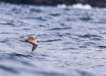 Little Tobago and St. Giles Seabird Tour with Zee