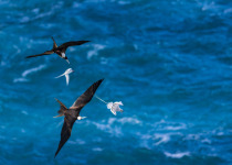 Little Tobago and St. Giles Seabird Tour with Zee