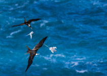 Tobago Caribbean Coast Birding and Nature Tour with Zee