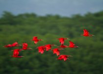 Custom Trinidad and Tobago Birding Package with Zee