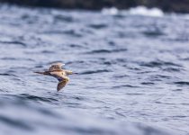 Custom Trinidad and Tobago Birding Package with Zee